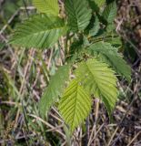 Ulmus laevis