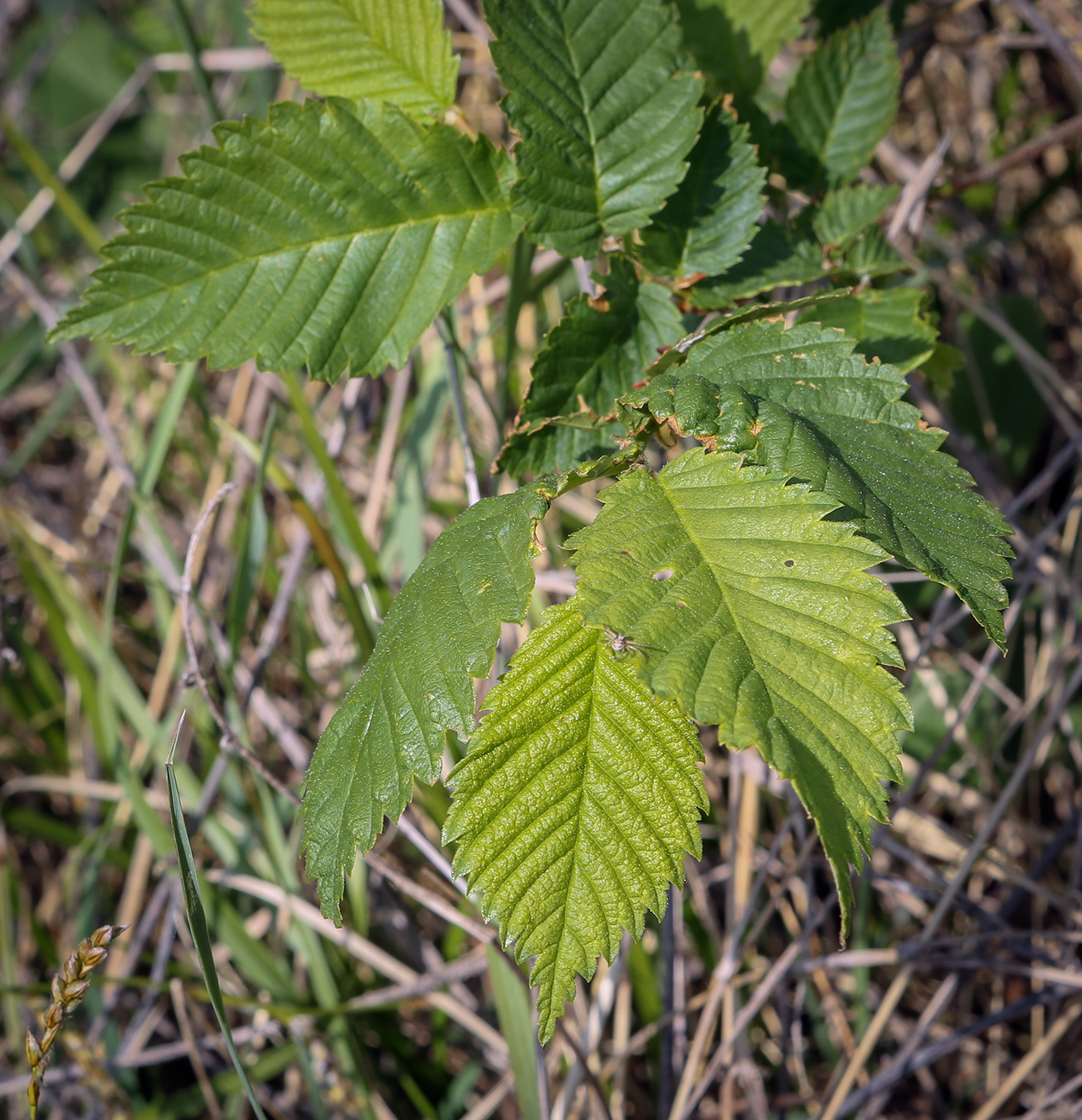 Изображение особи Ulmus laevis.