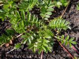 Potentilla anserina