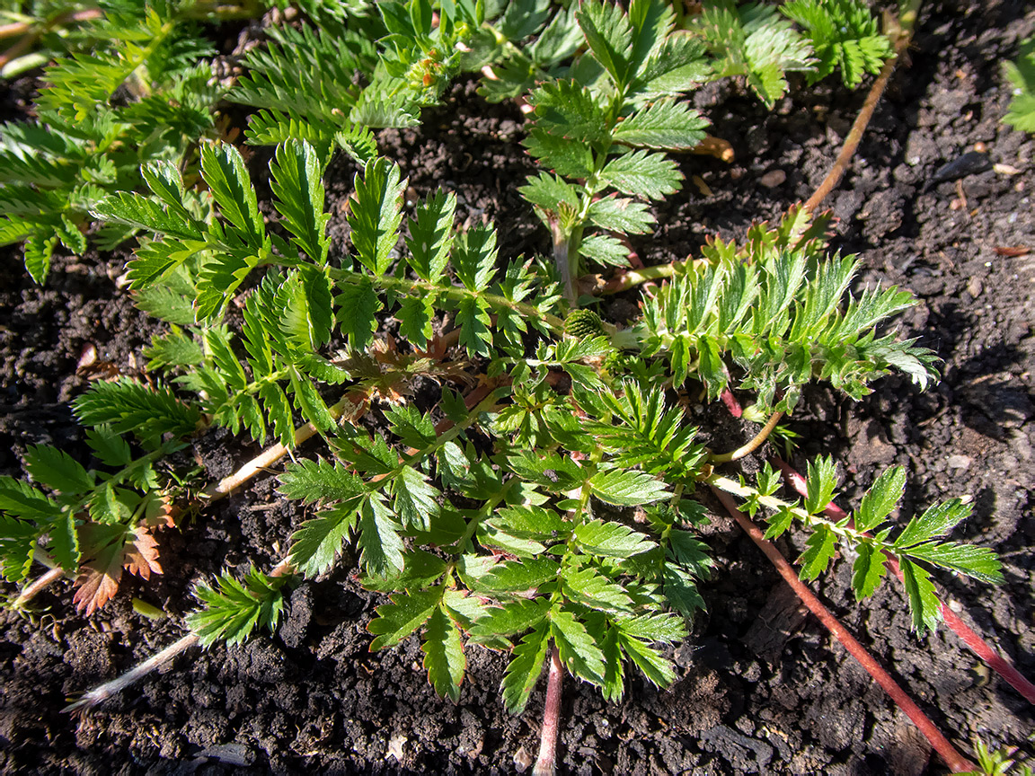 Изображение особи Potentilla anserina.