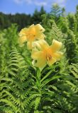 Lilium kesselringianum