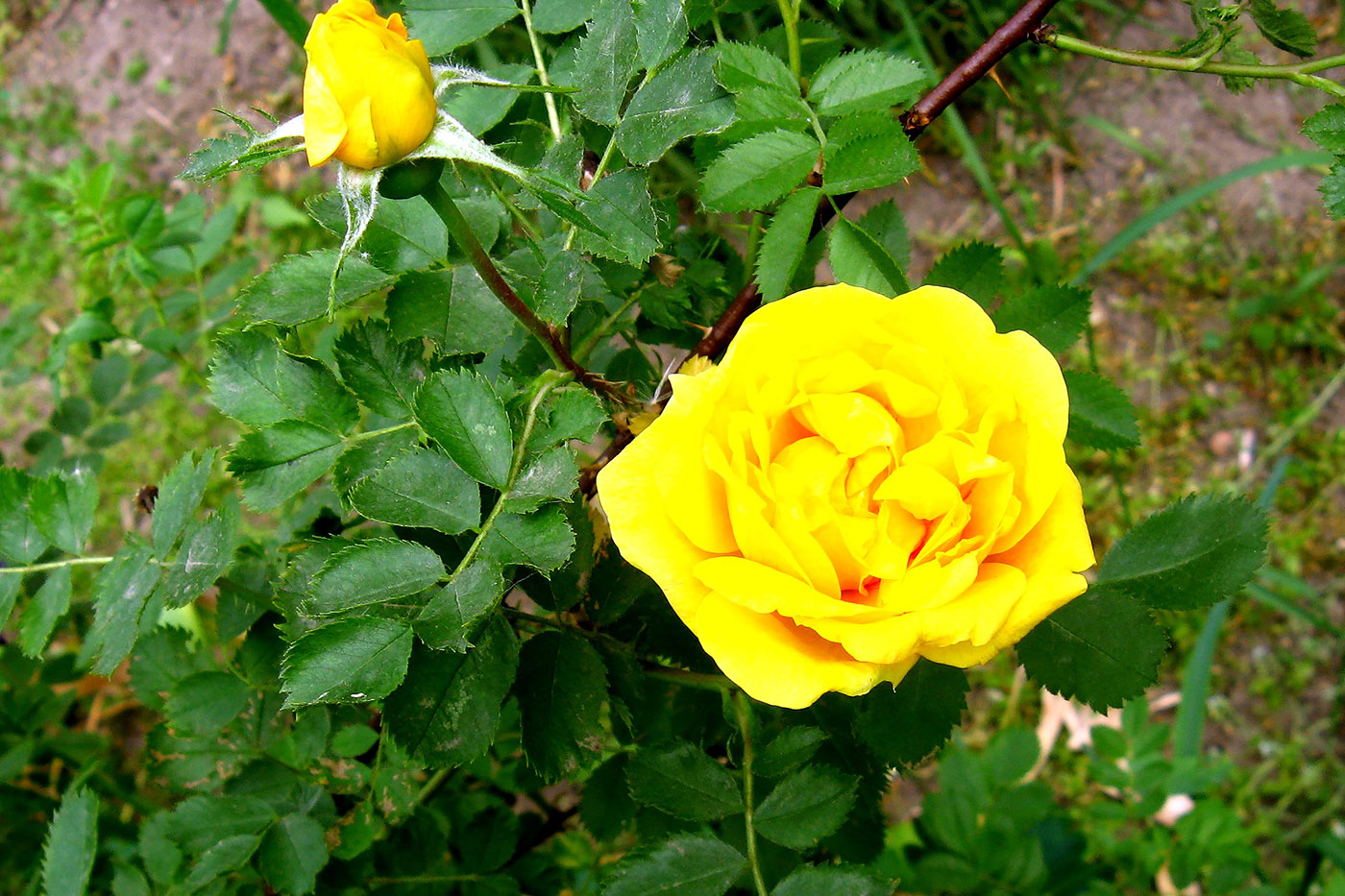 Image of Rosa foetida specimen.