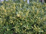 Euonymus japonicus