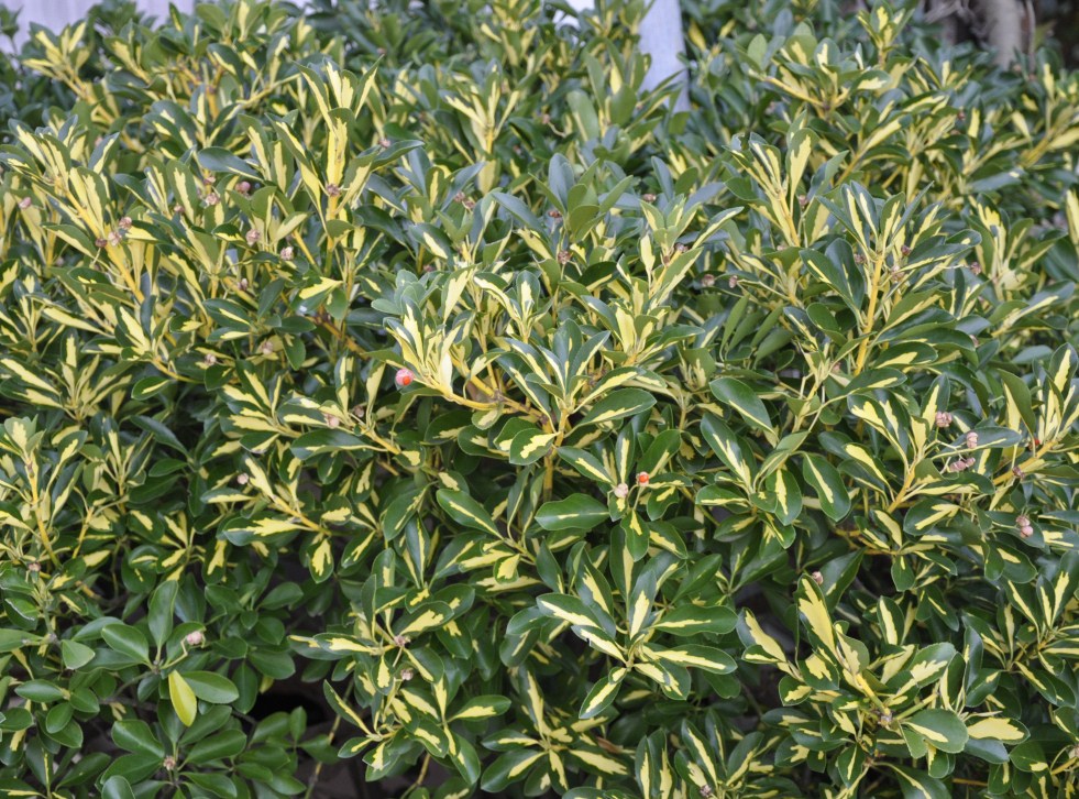 Image of Euonymus japonicus specimen.