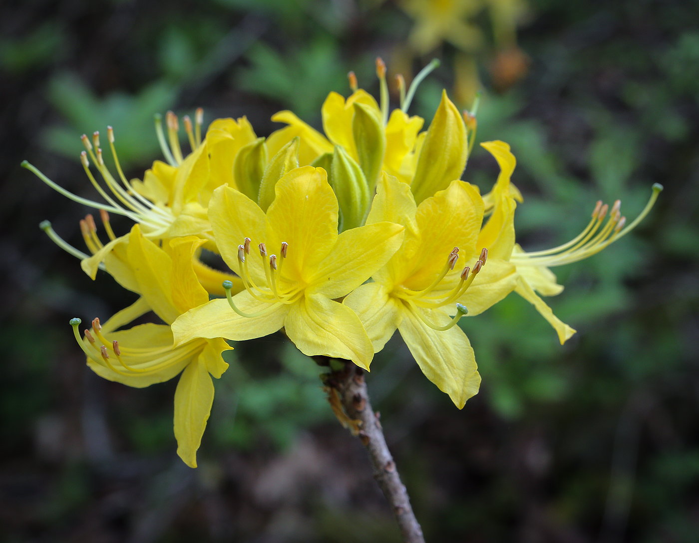 Image of Rhododendron luteum specimen.