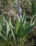 Iris pumila