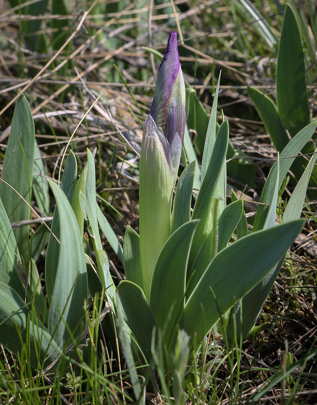 Изображение особи Iris pumila.