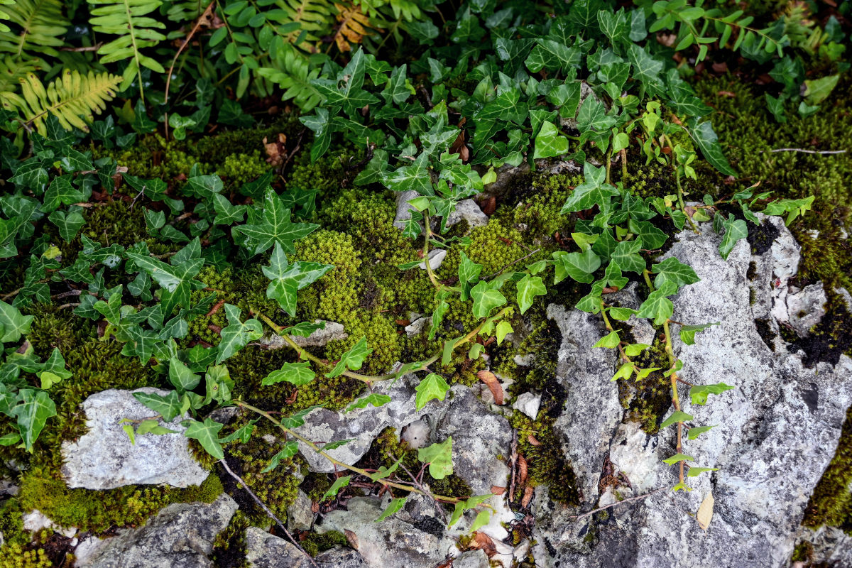 Image of Hedera helix specimen.