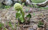 Petasites albus. Растение с раскрывающимися соцветиями. Адыгея, Майкопский р-н, дол. руч. Водопадистый, берёзовое редколесье, на месте стаявшего снежника. 09.05.2024.