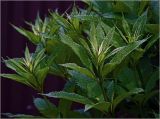 genus Eupatorium. Верхушки молодых растений. Московская обл., Раменский р-н, окр. дер. Хрипань, садовый участок. 11.06.2024.
