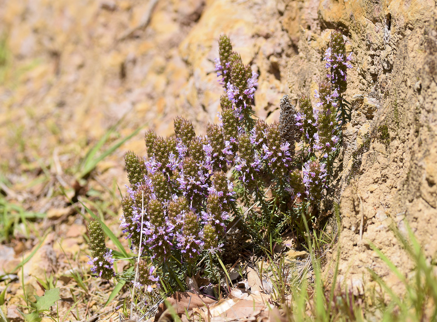Image of Coris monspeliensis specimen.