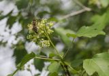 Acer semenovii