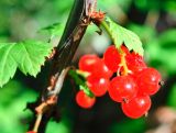 Ribes triste