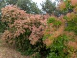 Cotinus coggygria