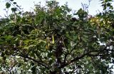 Bauhinia variegata