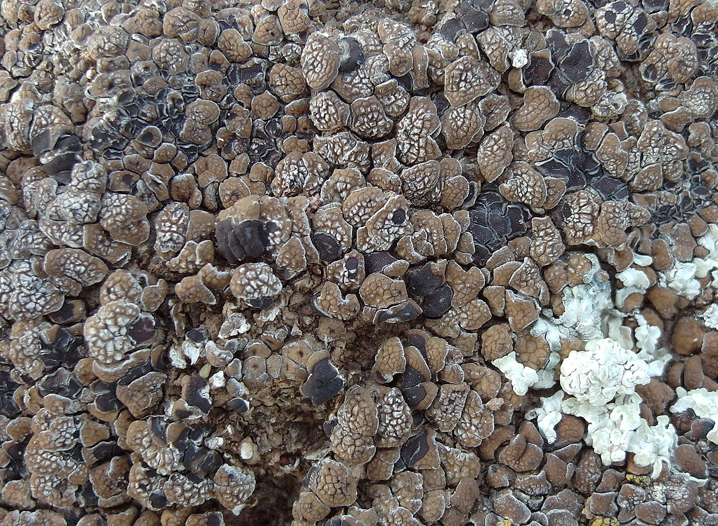Image of Acarospora cervina specimen.