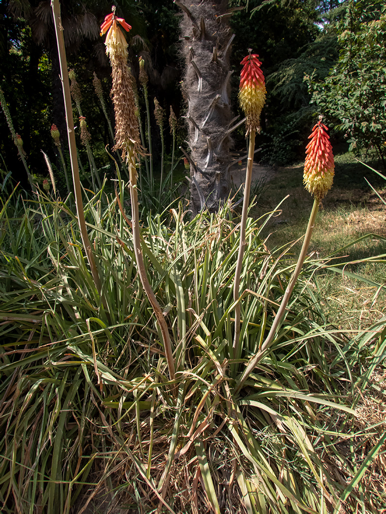 Изображение особи Kniphofia uvaria.