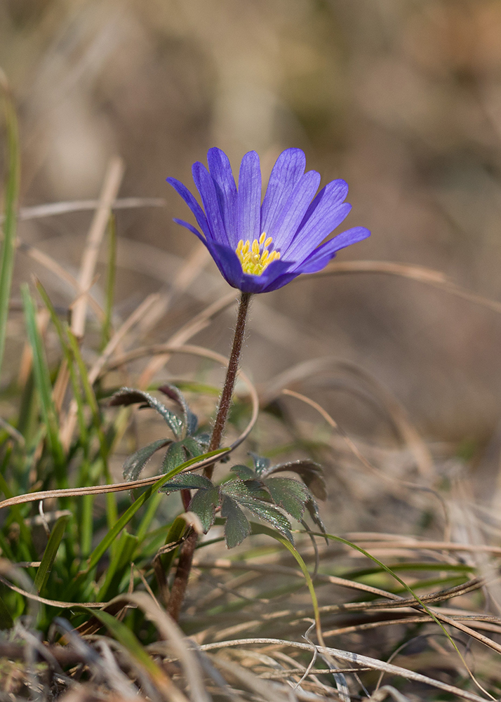 Image of Anemone banketovii specimen.