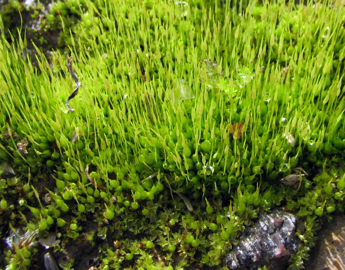 Image of Bryum caespiticium specimen.