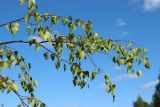 Betula pendula