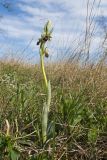 Ophrys subspecies caucasica