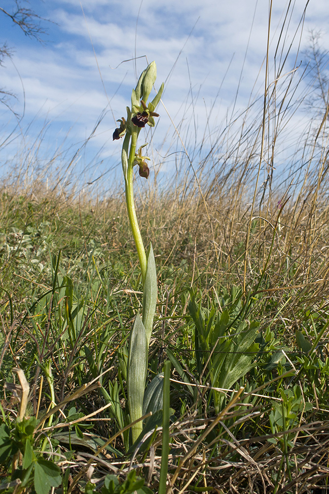 Image of Ophrys mammosa ssp. caucasica specimen.