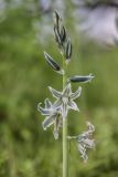 Ornithogalum boucheanum