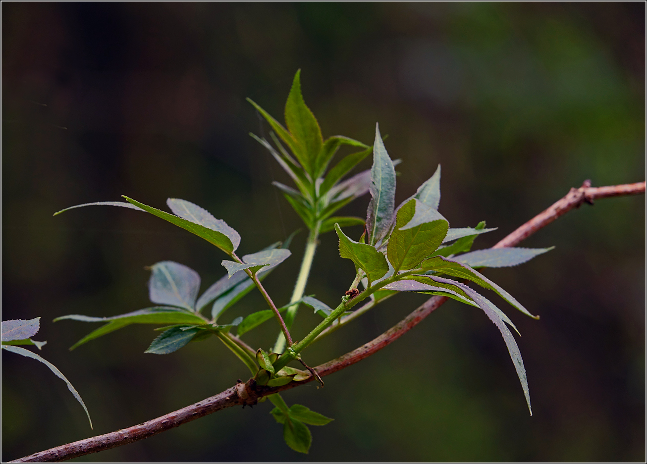 Image of Sambucus racemosa specimen.