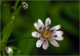 Stellaria holostea. Цветок, поражённый грибом. Московская обл., Раменский р-н, окр. ж.-д. платформы Хрипань, просека в смешанном лесу. 21.05.2025.