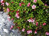 Loiseleuria procumbens