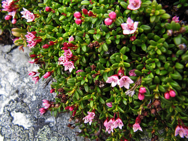 Изображение особи Loiseleuria procumbens.