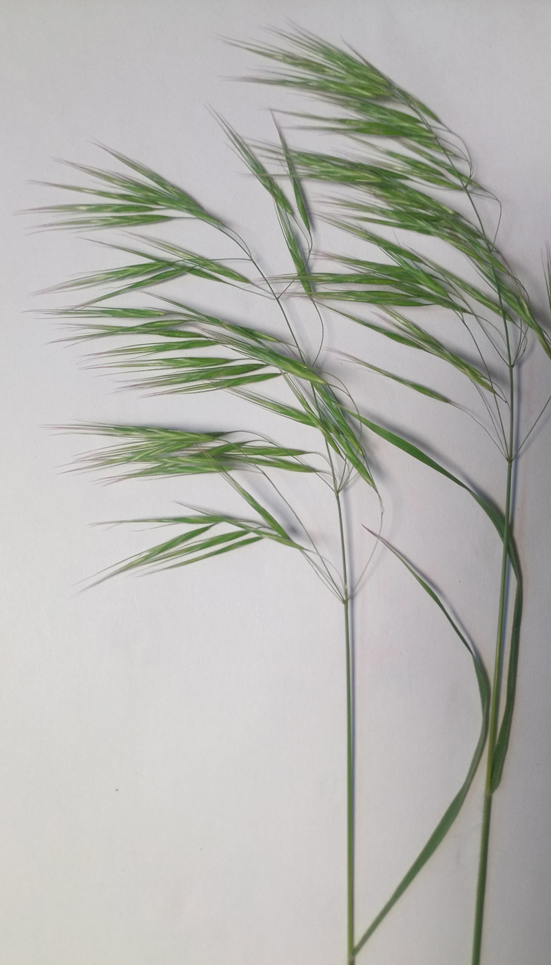 Image of genus Bromus specimen.