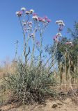 Jurinea thyrsiflora