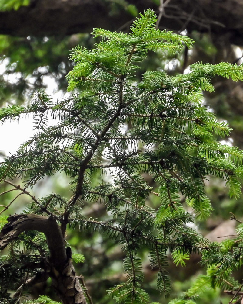 Изображение особи Picea wilsonii.