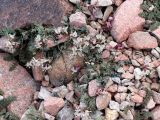 Astragalus beketowii