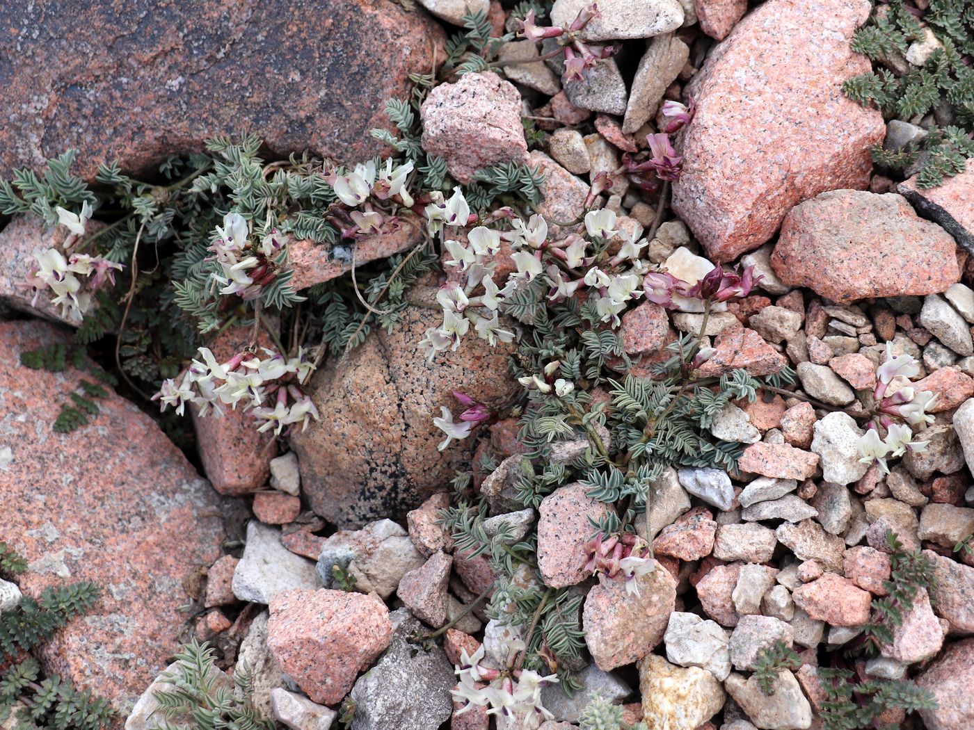 Image of Astragalus beketowii specimen.