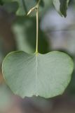 Populus pruinosa