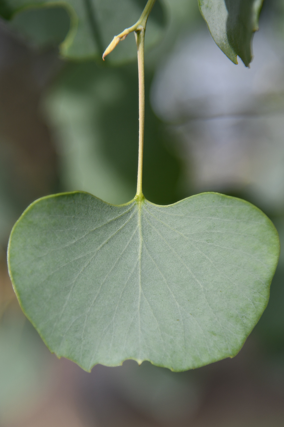 Изображение особи Populus pruinosa.