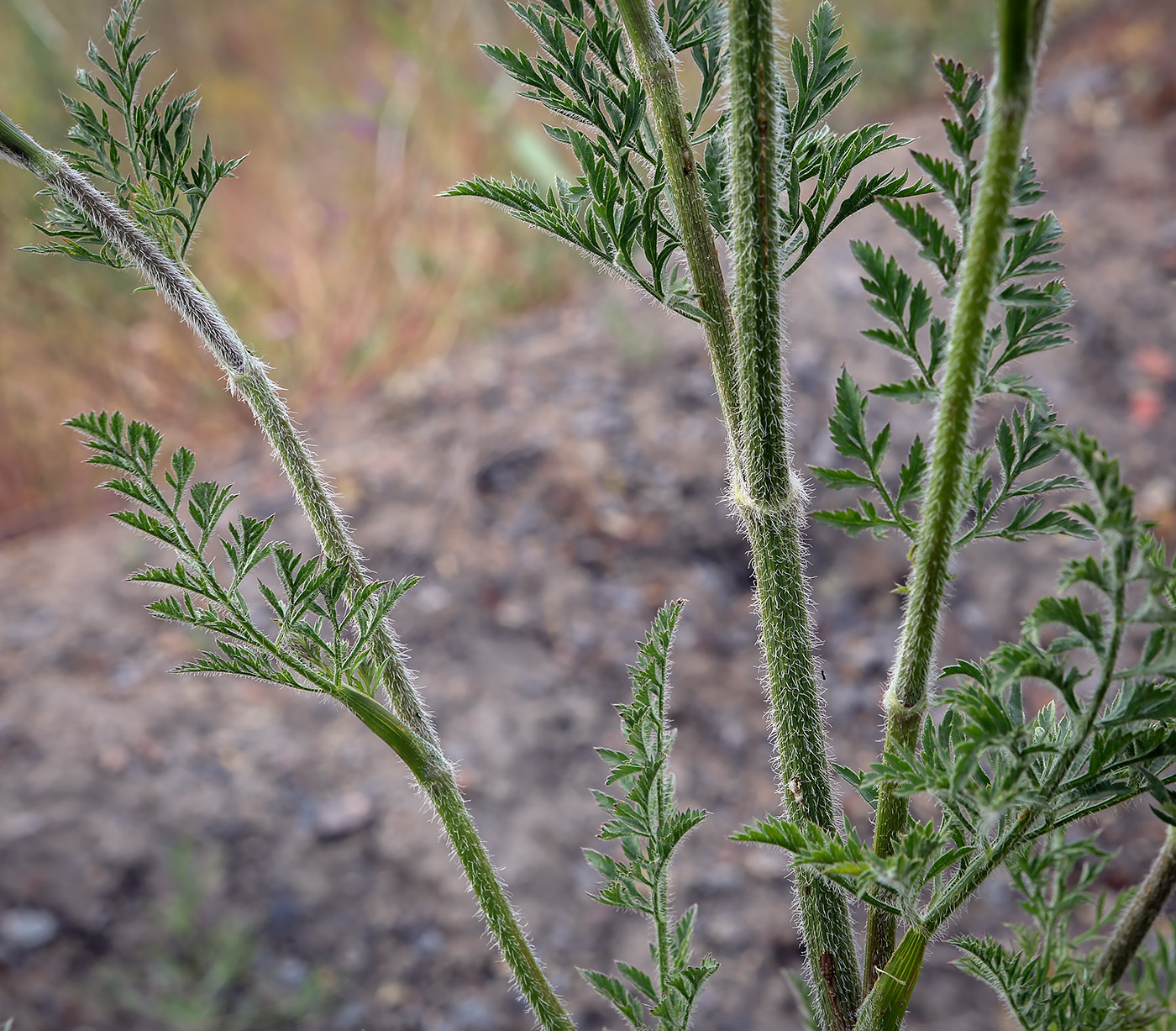 Image of Daucus carota specimen.