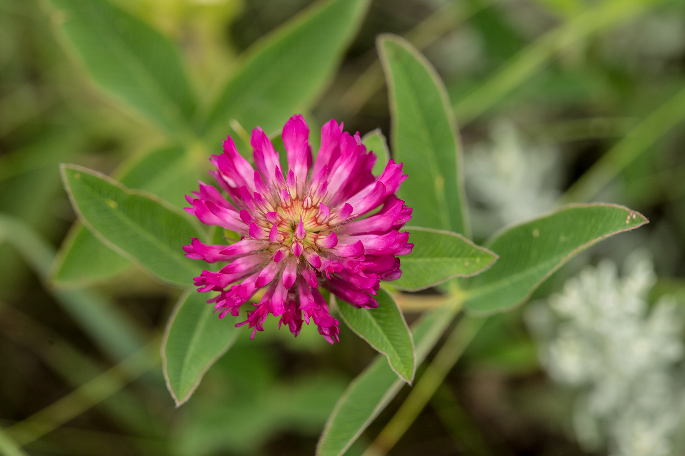 Image of Trifolium alpestre specimen.
