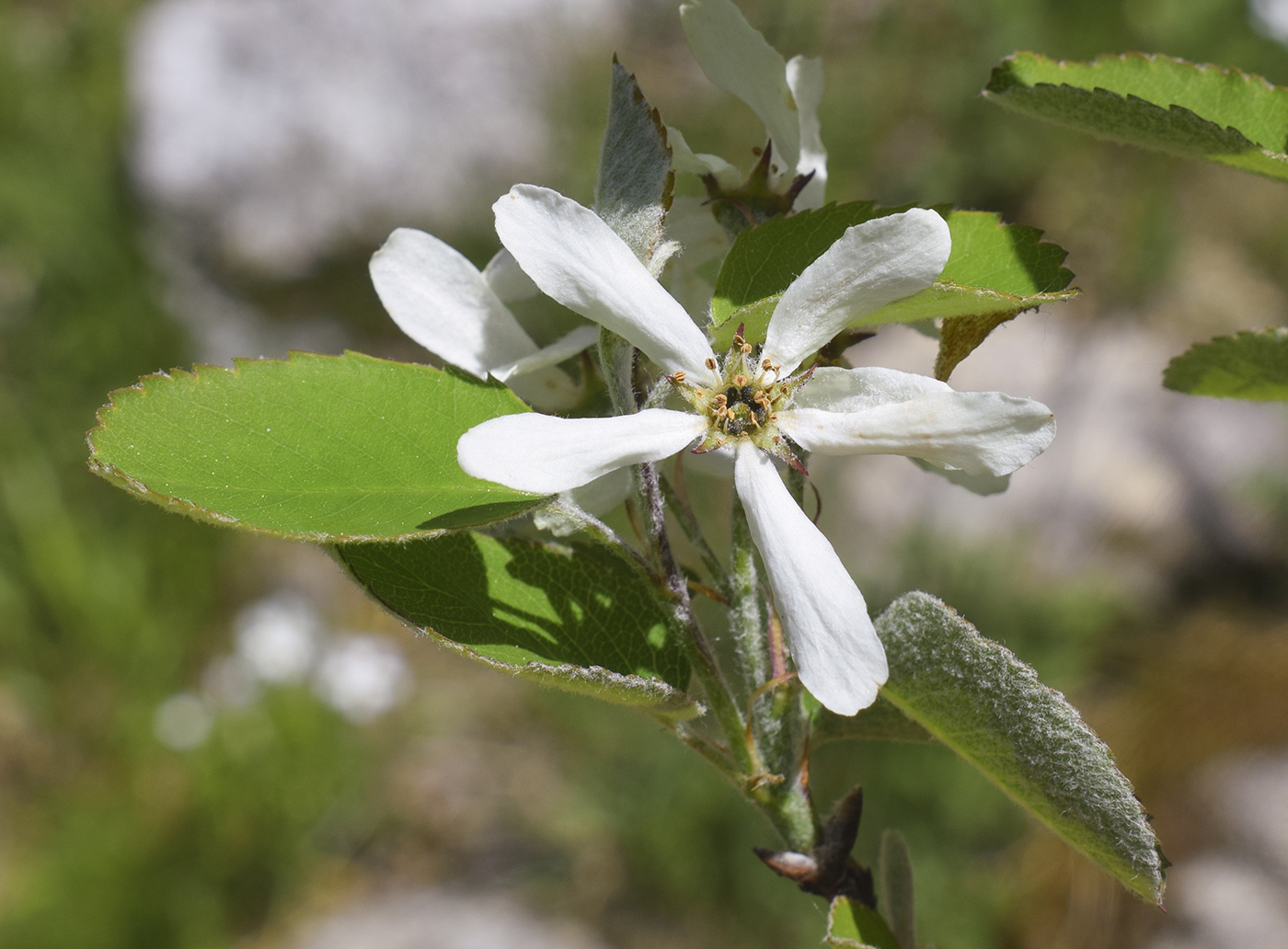 Изображение особи Amelanchier ovalis.