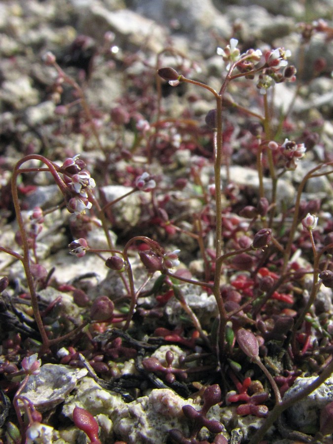 Image of Hymenolobus procumbens specimen.