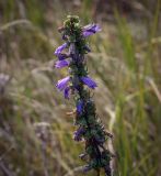 Campanula bononiensis