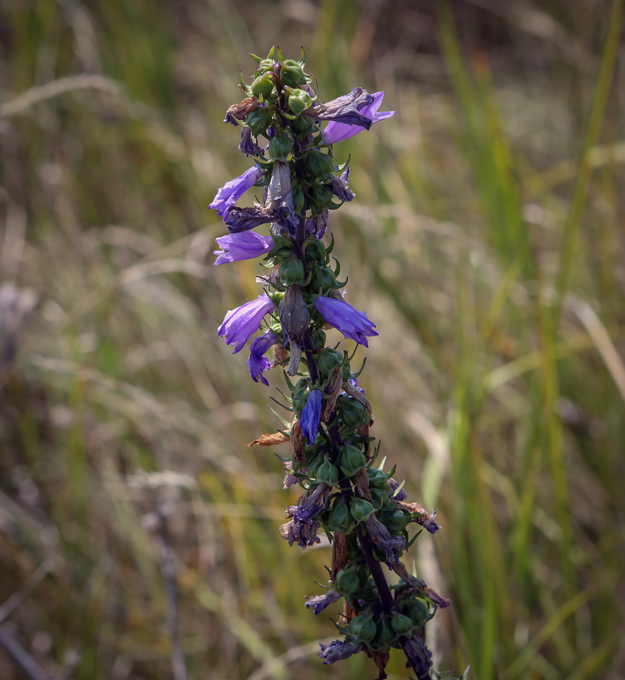 Image of Campanula bononiensis specimen.