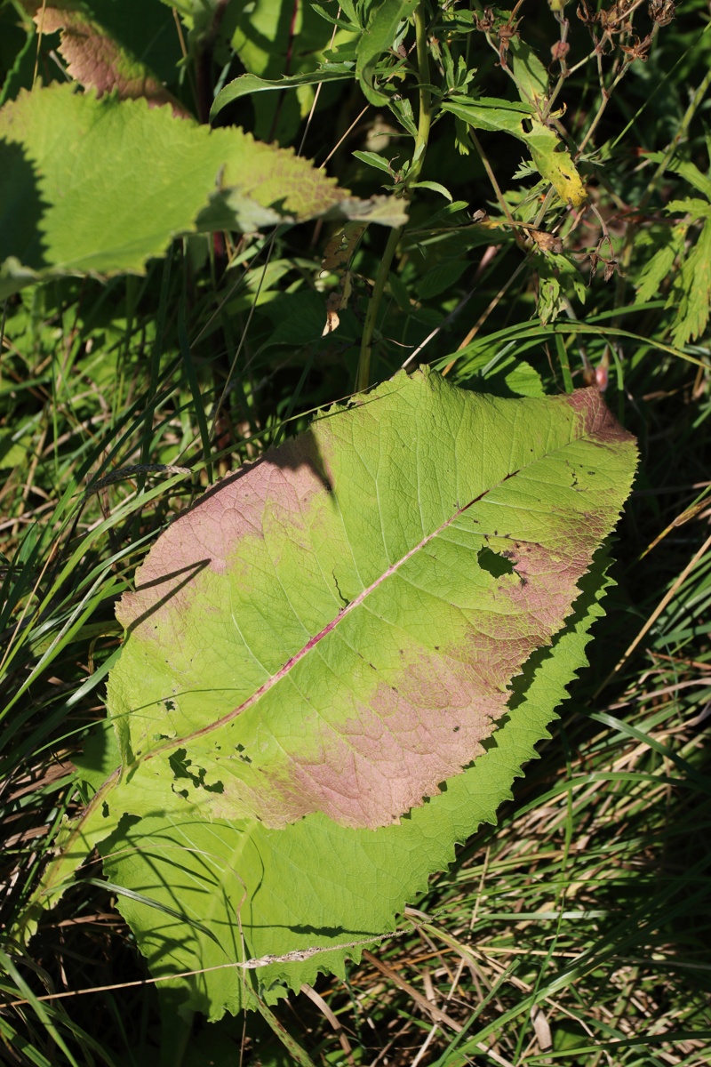 Image of Inula helenium specimen.
