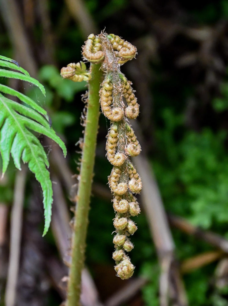 Image of Woodwardia radicans specimen.