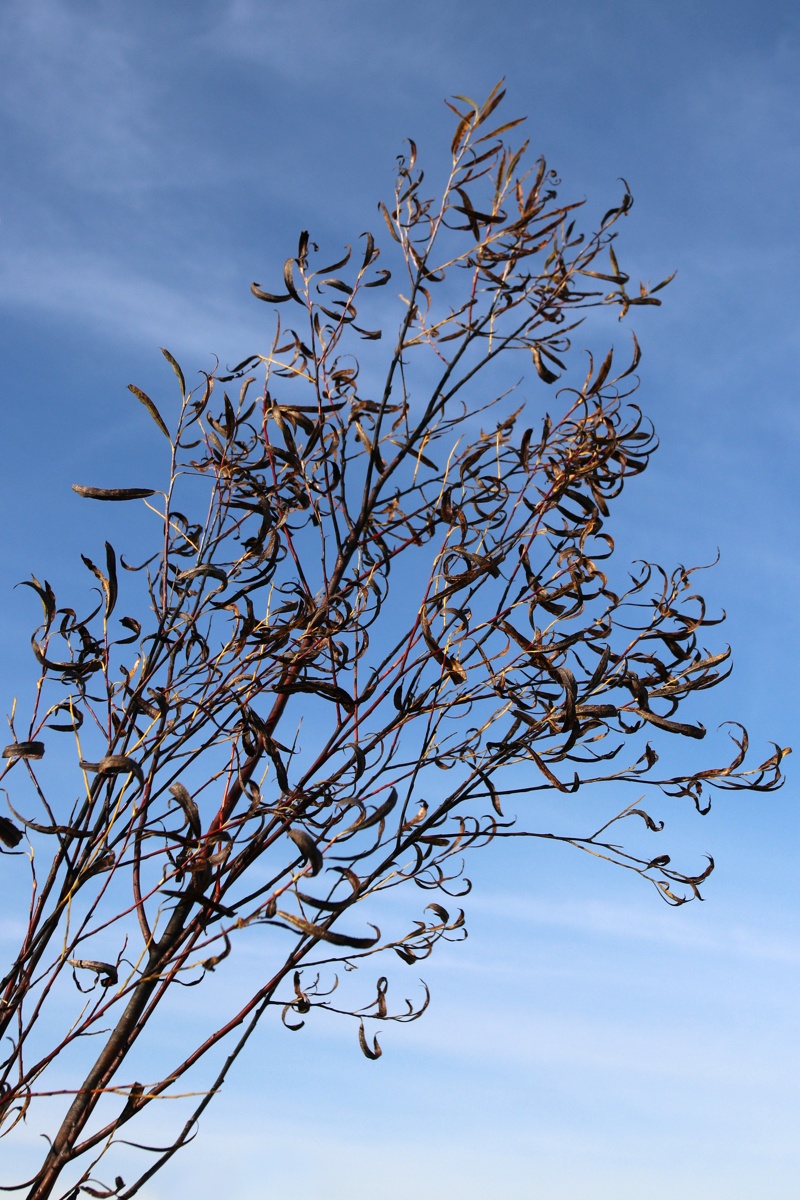Image of Salix acutifolia specimen.