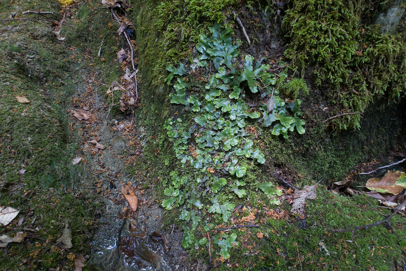 Изображение особи Marchantia polymorpha.