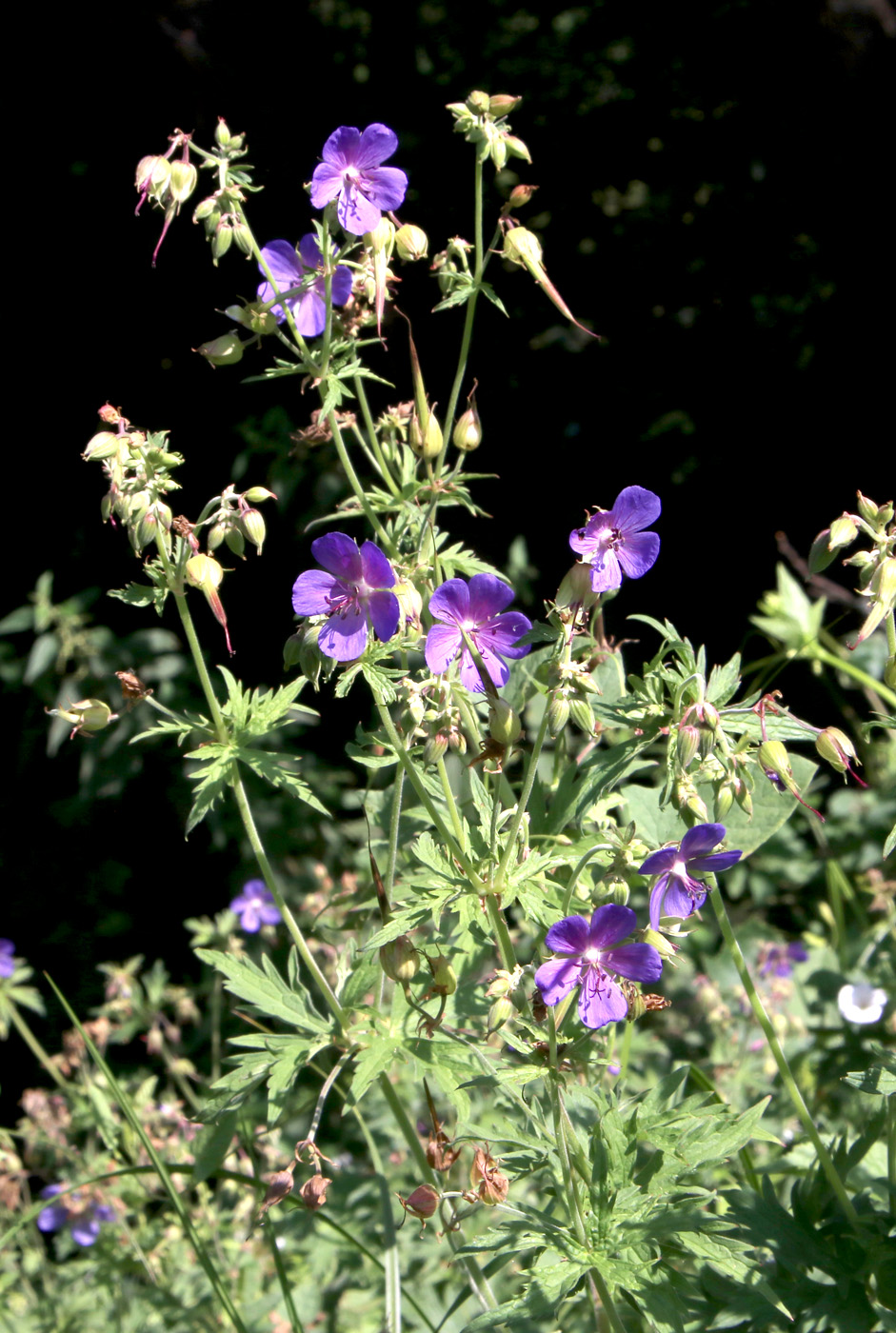 Image of Geranium pratense specimen.