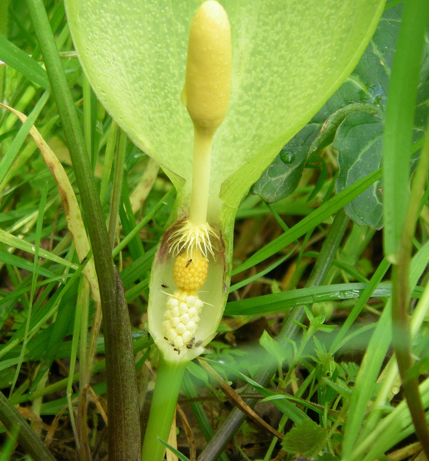 Image of Arum italicum specimen.